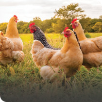 Chicken Care