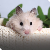 Hamster Accessories