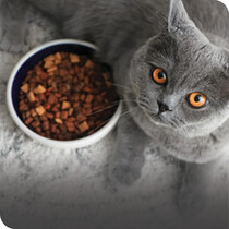 Cat Dry Food