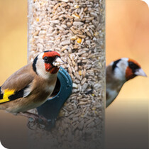 Bird Feeders