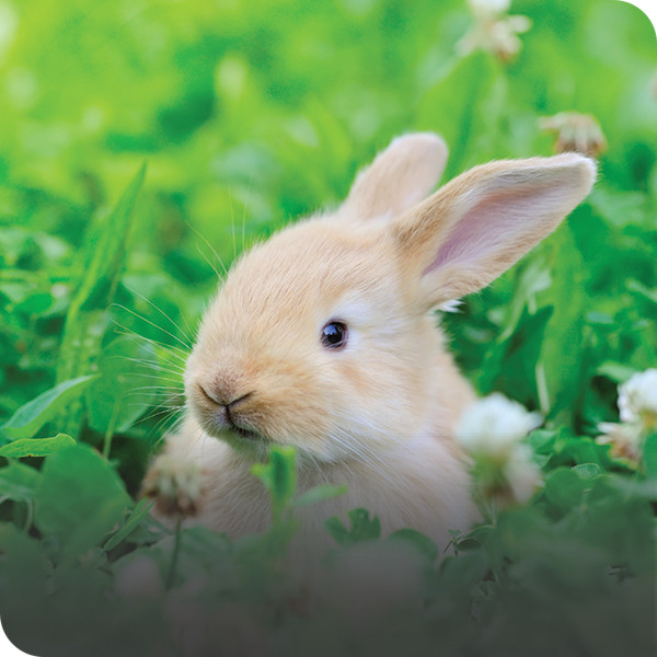 Rabbit Accessories