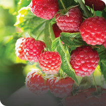 Fruit Bushes