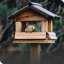 Bird Tables