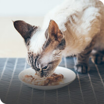 Cat Wet Food