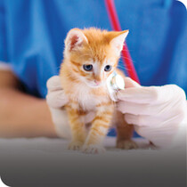 Kitten Healthcare