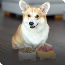 Dog Food & Treats