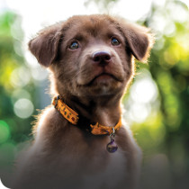 Puppy Collars, Leads & Tags